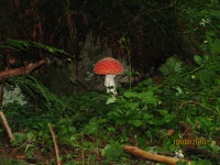 IMG_0779.jpg, 26kB